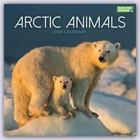 Arctic Animals Square Wall Calendar 2023