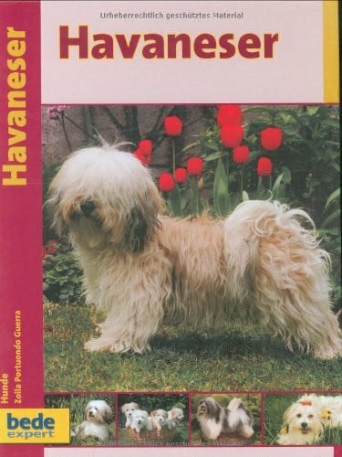 Havaneser, Praxisratgeber