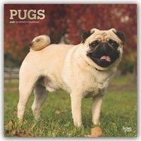 Pugs - Möpse 2020 - 18-Monatskalender mit freier DogDays-App