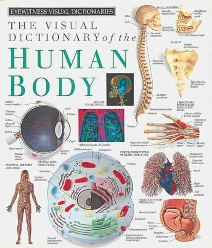 Eyewitness Visual Dictionaries: The Visual Dictionary of the Human Body (DK Eyewitness) Eyewitness Visual Dictionaries: The Visual Dictionary of the Human Body (DK Eyewitness)