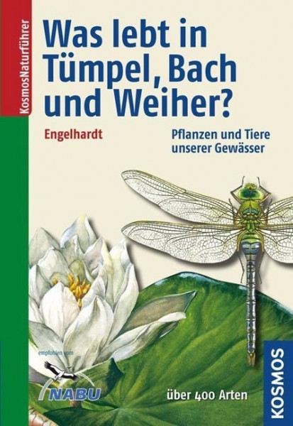 Was lebt in Tümpel, Bach und Weiher?