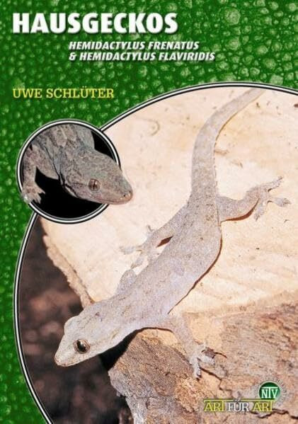 Hausgeckos: Hemidactylus frenatus & Hemidactylus flaviviridis (Buchreihe Art für Art Terraristik)