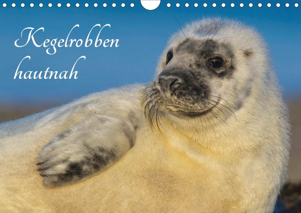 Kegelrobben hautnah (Wandkalender 2021 DIN A4 quer)