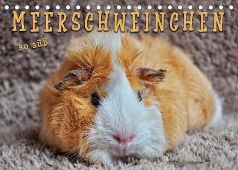 Meerschweinchen - so süß (Tischkalender 2022 DIN A5 quer)