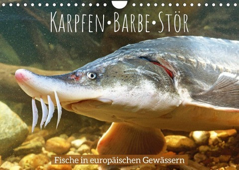 Karpfen, Barbe, Stör: Fische in europäischen Gewässern (Wandkalender 2022 DIN A4 quer)