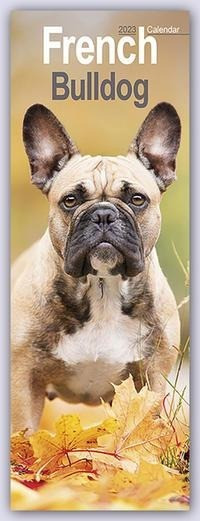 French Bulldog 2023