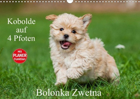 Kobolde auf 4 Pfoten - Bolonka Zwetna (Wandkalender 2022 DIN A3 quer)