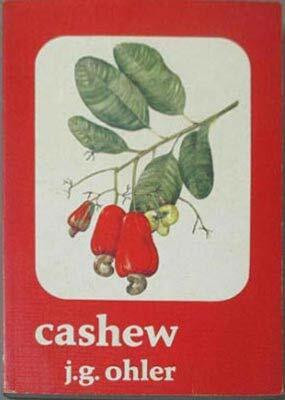 Cashew