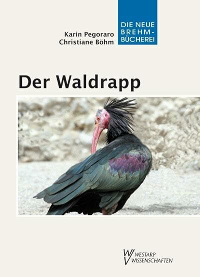 Der Waldrapp: Geronticus eremita – Ein Glatzkopf in Turbulenzen: Ein Glatzkopf im Aufwind