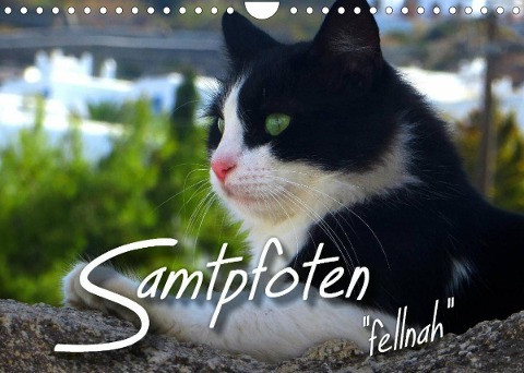SAMTPFOTEN "fellnah" (Wandkalender 2022 DIN A4 quer)