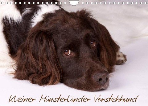 Kleiner Münsterländer Vorstehhund (Wandkalender 2022 DIN A4 quer)