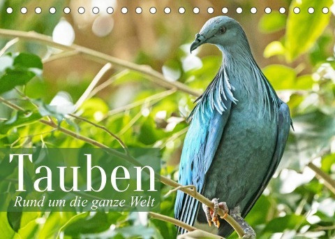 Tauben der ganzen Welt (Tischkalender 2022 DIN A5 quer)