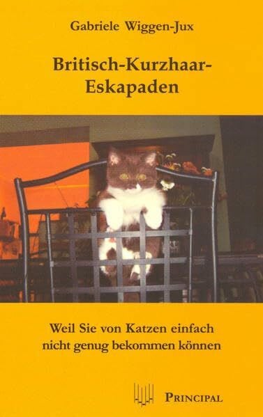 Britisch-Kurzhaar-Eskapaden: Weil Sie von Katzen einfach nicht genug bekommen können