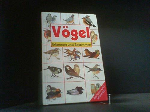 Vögel, Erkennen und Bestimmen