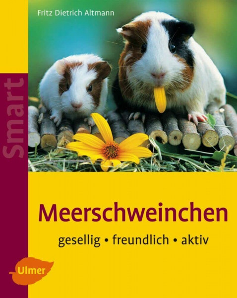 Meerschweinchen: Gesellig - freundlich - aktiv