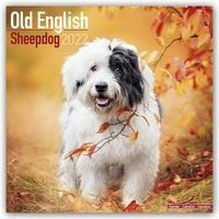Old English Sheepdogs - Bobtails 2022 - 18-Monatskalender mit freier DogDays-App