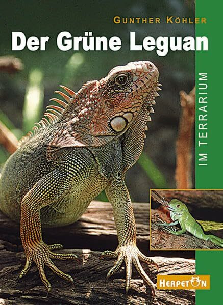 Der Grüne Leguan im Terrarium: Pflege und Zucht