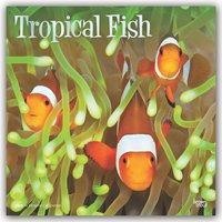 Tropical Fish 2020 Square Foil