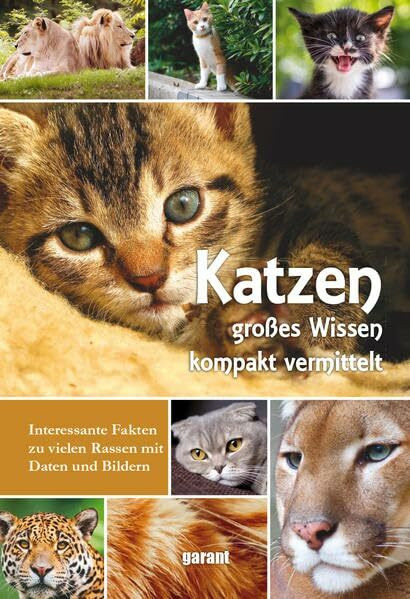 Ratgeber Katzen: Von Abessinierkatze bis Waldkatze