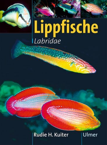 Lippfische: Labridae