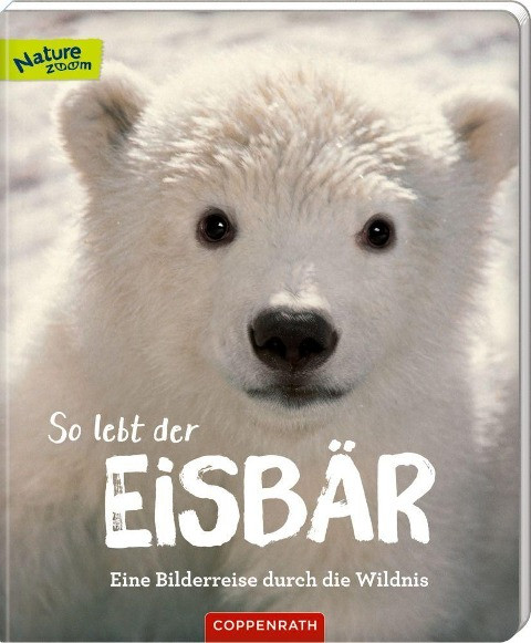 So lebt der Eisbär