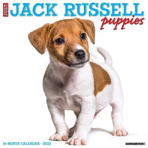 Just Jack Russell Puppies 2023 Wall Calendar