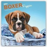 Boxer Puppies 2021 Square