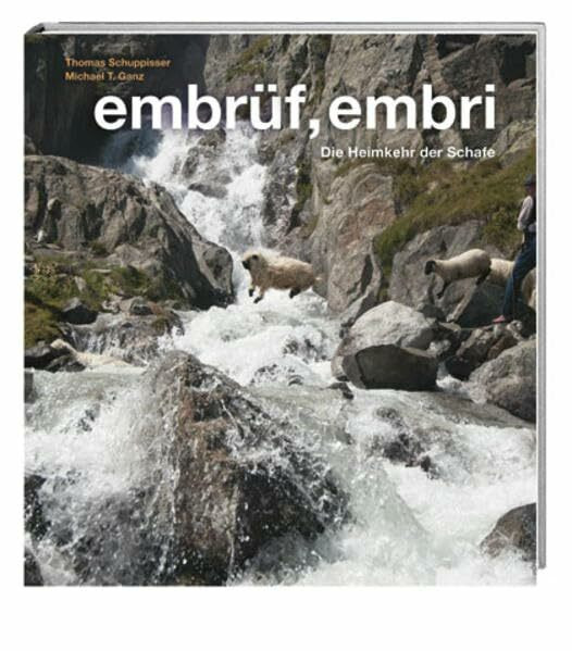 embrüf, embri: Die Heimkehr der Schafe