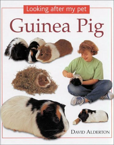 Guinea Pig (Looking After My Pet S.)