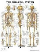 The Skeletal System Anatomical Chart