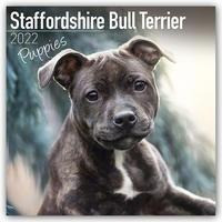 Staffordshire Bull Terrier Puppies - Staffordshire Bull Terrier Welpen 2022 - 16-Monatskalender