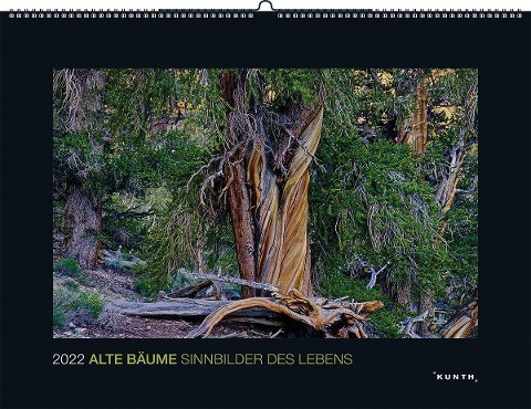 Alte Bäume - Sinnbilder des Lebens 2022