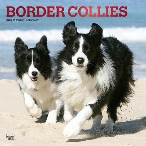 Border Collies 2022 Square