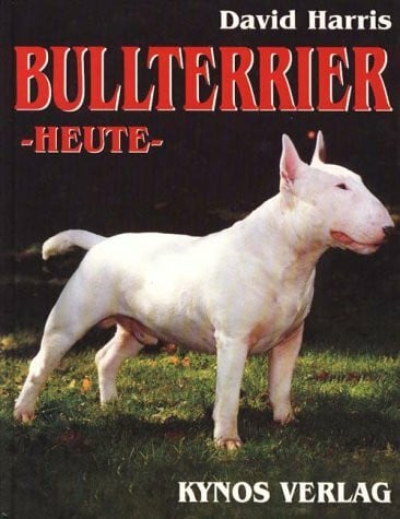 Bull Terrier - heute