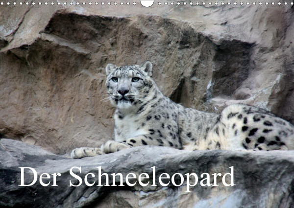 Der Schneeleopard (Wandkalender 2021 DIN A3 quer)