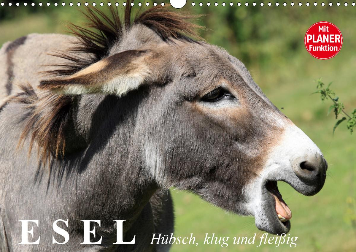 Esel. H?bsch, klug und flei?ig (Wandkalender 2020 DIN A3 quer) - Stanzer, Elisabeth