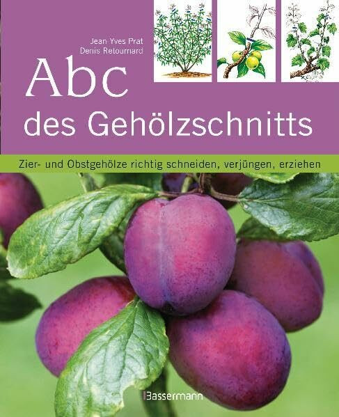 Abc des Gehölzschnitts: Zier- und Obstgehölze richtig schneiden, verjüngen, erziehen