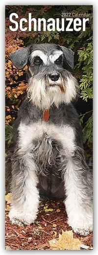 Schnauzer 2022