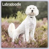 Labradoodle 2023 - 16-Monatskalender