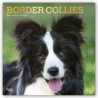 BORDER COLLIES 2021 SQUARE FOIL
