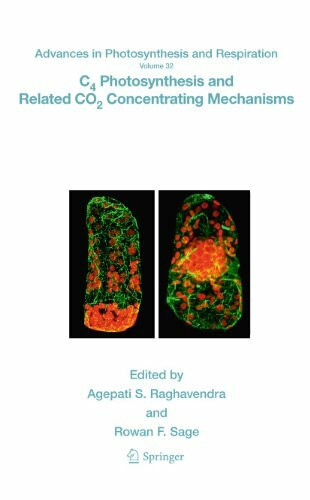 C4 Photosynthesis and Related CO2 Concentrating Mechanisms (Advances in Photosynthesis and Respiration, 32, Band 32)