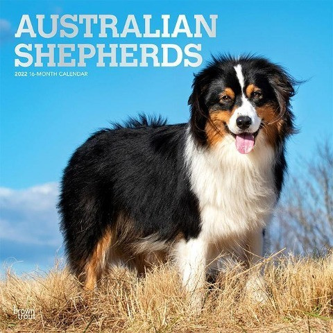 Australian Shepherds 2022 Square