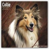 Collies 2022 - 18-Monatskalender mit freier DogDays-App