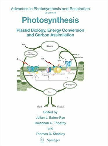 Photosynthesis: Plastid Biology, Energy Conversion and Carbon Assimilation (Advances in Photosynthesis and Respiration, 34, Band 34)
