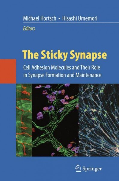 The Sticky Synapse