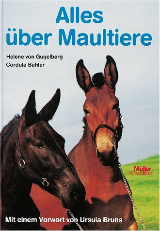Alles über Maultiere