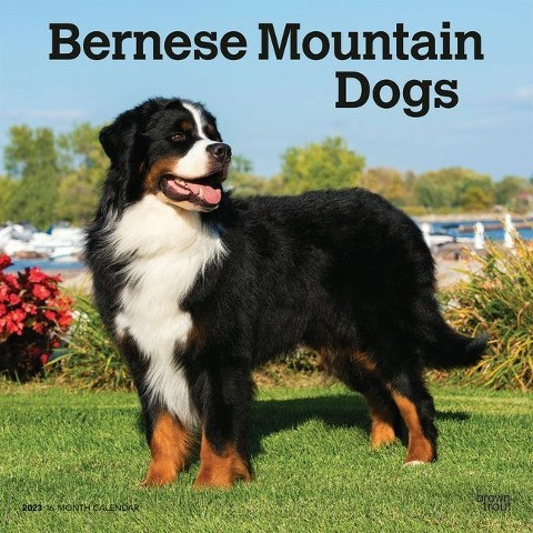 Bernese Mountain Dogs 2023 Square