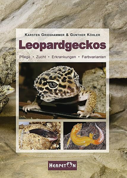 Leopardgeckos: Pflege, Zucht, Erkrankungen, Farbvarianten