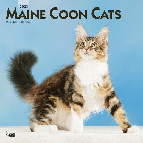 Maine Coon Cats 2023 Square