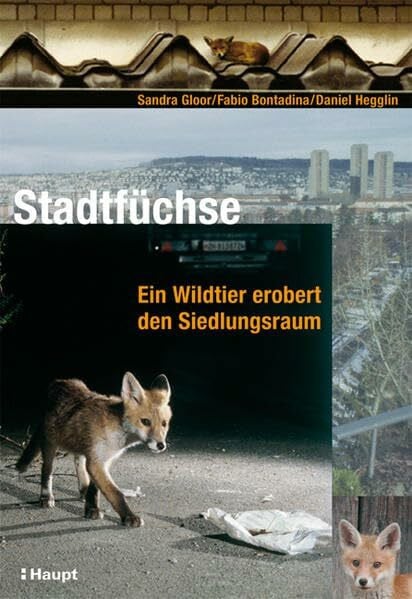 Stadtfüchse: Ein Wildtier erobert den Siedlungsraum